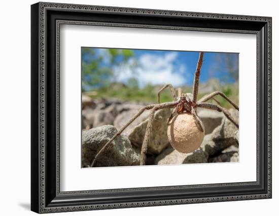 Female Nursery web spider carrying egg sac, Peak District, UK-Alex Hyde-Framed Photographic Print