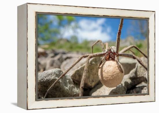 Female Nursery web spider carrying egg sac, Peak District, UK-Alex Hyde-Framed Premier Image Canvas