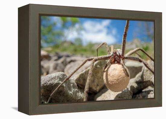 Female Nursery web spider carrying egg sac, Peak District, UK-Alex Hyde-Framed Premier Image Canvas