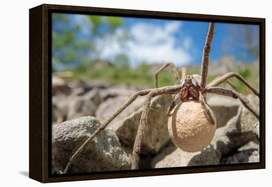 Female Nursery web spider carrying egg sac, Peak District, UK-Alex Hyde-Framed Premier Image Canvas