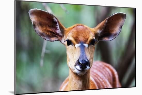 Female Nyala (Tragelaphus angasii), Mkhaya Game Reserve, Swaziland, Africa-Christian Kober-Mounted Photographic Print