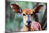 Female Nyala (Tragelaphus angasii), Mkhaya Game Reserve, Swaziland, Africa-Christian Kober-Mounted Photographic Print