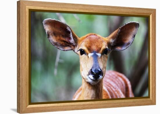 Female Nyala (Tragelaphus angasii), Mkhaya Game Reserve, Swaziland, Africa-Christian Kober-Framed Premier Image Canvas