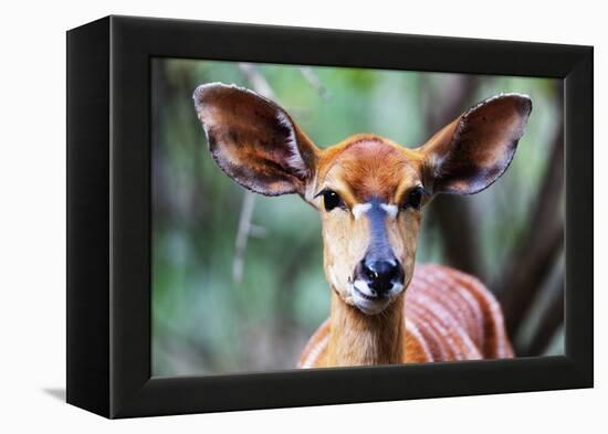 Female Nyala (Tragelaphus angasii), Mkhaya Game Reserve, Swaziland, Africa-Christian Kober-Framed Premier Image Canvas