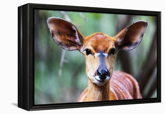 Female Nyala (Tragelaphus angasii), Mkhaya Game Reserve, Swaziland, Africa-Christian Kober-Framed Premier Image Canvas