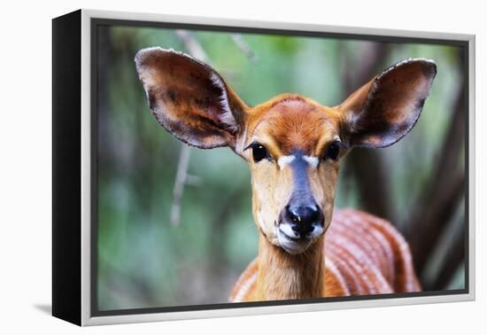 Female Nyala (Tragelaphus angasii), Mkhaya Game Reserve, Swaziland, Africa-Christian Kober-Framed Premier Image Canvas