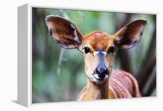 Female Nyala (Tragelaphus angasii), Mkhaya Game Reserve, Swaziland, Africa-Christian Kober-Framed Premier Image Canvas