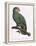Female of the Douro-Couraou Parrot-Jacques Barraband-Framed Premier Image Canvas