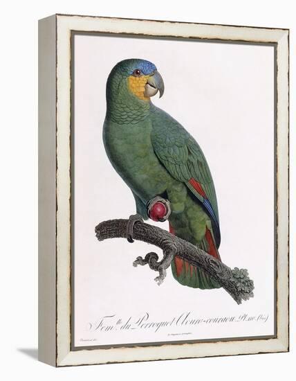 Female of the Douro-Couraou Parrot-Jacques Barraband-Framed Premier Image Canvas