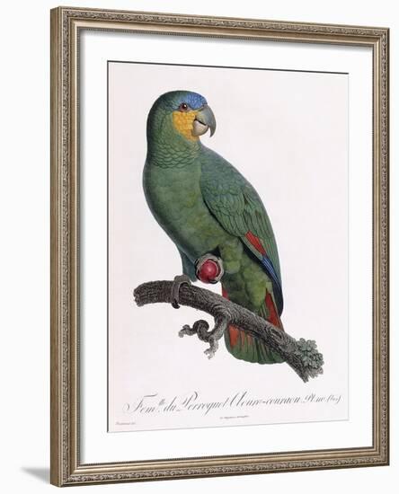 Female of the Douro-Couraou Parrot-Jacques Barraband-Framed Giclee Print