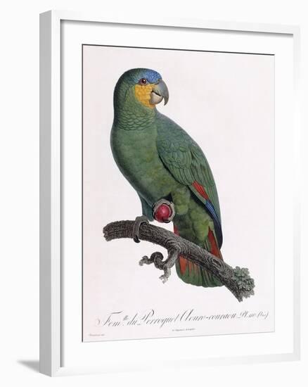 Female of the Douro-Couraou Parrot-Jacques Barraband-Framed Giclee Print