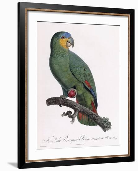 Female of the Douro-Couraou Parrot-Jacques Barraband-Framed Giclee Print