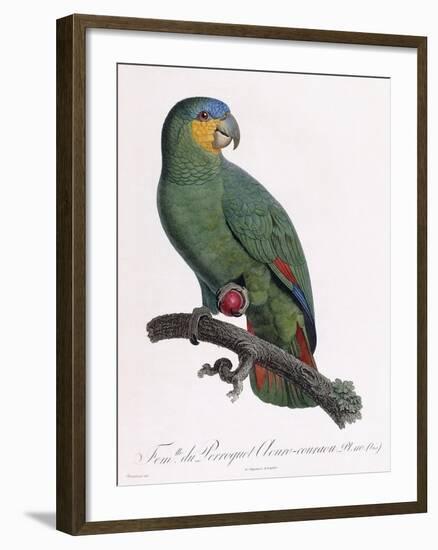 Female of the Douro-Couraou Parrot-Jacques Barraband-Framed Giclee Print