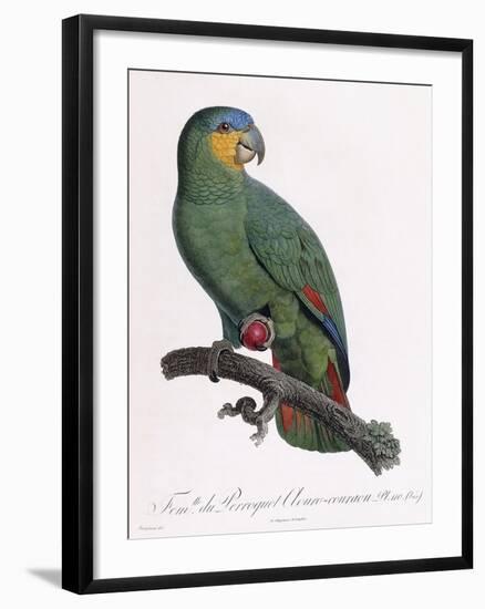 Female of the Douro-Couraou Parrot-Jacques Barraband-Framed Giclee Print