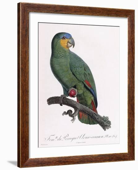 Female of the Douro-Couraou Parrot-Jacques Barraband-Framed Giclee Print