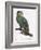 Female of the Douro-Couraou Parrot-Jacques Barraband-Framed Giclee Print