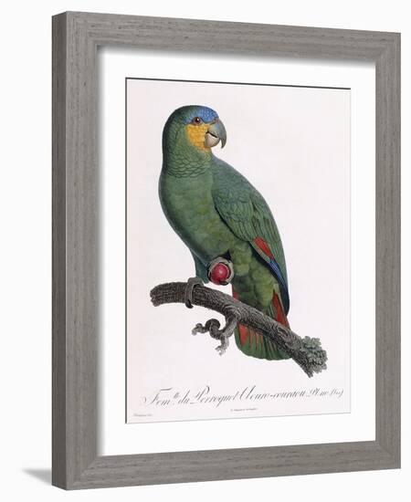 Female of the Douro-Couraou Parrot-Jacques Barraband-Framed Giclee Print