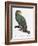 Female of the Douro-Couraou Parrot-Jacques Barraband-Framed Giclee Print