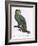 Female of the Douro-Couraou Parrot-Jacques Barraband-Framed Giclee Print