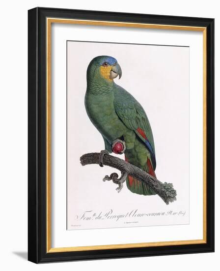 Female of the Douro-Couraou Parrot-Jacques Barraband-Framed Giclee Print