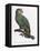 Female of the Douro-Couraou Parrot-Jacques Barraband-Framed Premier Image Canvas