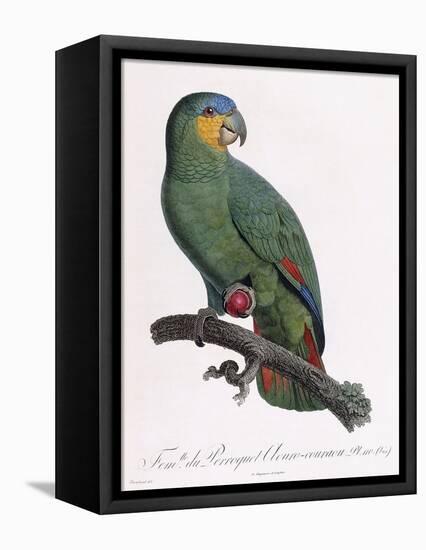 Female of the Douro-Couraou Parrot-Jacques Barraband-Framed Premier Image Canvas