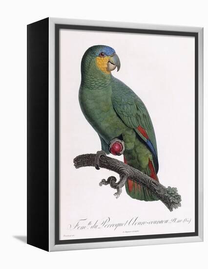 Female of the Douro-Couraou Parrot-Jacques Barraband-Framed Premier Image Canvas