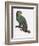 Female of the Douro-Couraou Parrot-Jacques Barraband-Framed Giclee Print