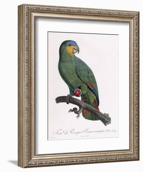 Female of the Douro-Couraou Parrot-Jacques Barraband-Framed Giclee Print