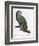 Female of the Douro-Couraou Parrot-Jacques Barraband-Framed Giclee Print