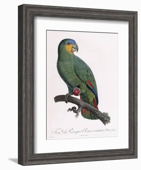 Female of the Douro-Couraou Parrot-Jacques Barraband-Framed Giclee Print