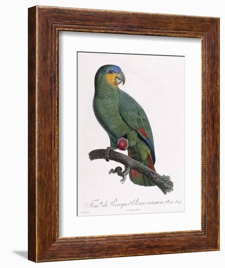 Female of the Douro-Couraou Parrot-Jacques Barraband-Framed Giclee Print