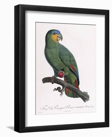 Female of the Douro-Couraou Parrot-Jacques Barraband-Framed Giclee Print