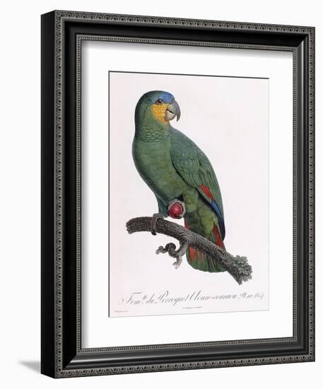 Female of the Douro-Couraou Parrot-Jacques Barraband-Framed Giclee Print