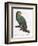 Female of the Douro-Couraou Parrot-Jacques Barraband-Framed Giclee Print