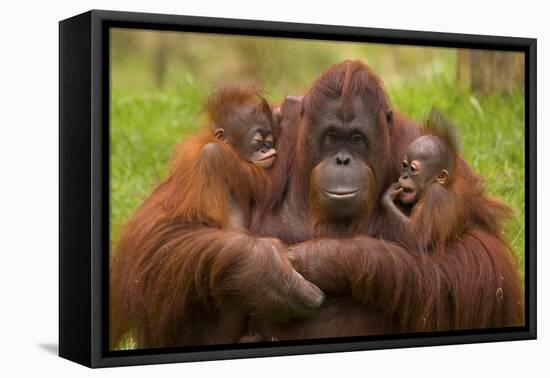 Female Orang Utan sitting, holding two young-Edwin Giesbers-Framed Premier Image Canvas