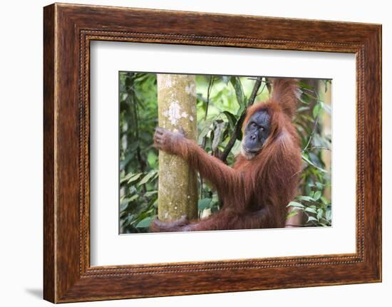 Female Orangutan (Pongo Abelii) in the Jungle Near Bukit Lawang, Gunung Leuser National Park-Matthew Williams-Ellis-Framed Photographic Print