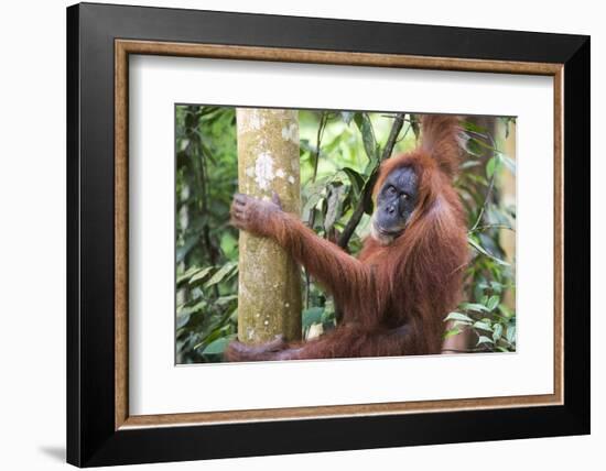 Female Orangutan (Pongo Abelii) in the Jungle Near Bukit Lawang, Gunung Leuser National Park-Matthew Williams-Ellis-Framed Photographic Print