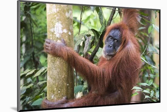 Female Orangutan (Pongo Abelii) in the Jungle Near Bukit Lawang, Gunung Leuser National Park-Matthew Williams-Ellis-Mounted Photographic Print