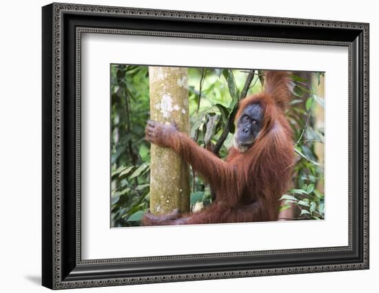 Female Orangutan (Pongo Abelii) in the Jungle Near Bukit Lawang, Gunung Leuser National Park-Matthew Williams-Ellis-Framed Photographic Print