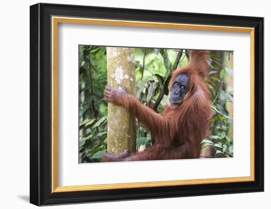 Female Orangutan (Pongo Abelii) in the Jungle Near Bukit Lawang, Gunung Leuser National Park-Matthew Williams-Ellis-Framed Photographic Print