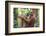 Female Orangutan (Pongo Abelii) in the Jungle Near Bukit Lawang, Gunung Leuser National Park-Matthew Williams-Ellis-Framed Photographic Print