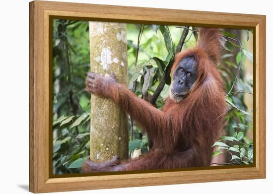 Female Orangutan (Pongo Abelii) in the Jungle Near Bukit Lawang, Gunung Leuser National Park-Matthew Williams-Ellis-Framed Premier Image Canvas