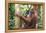 Female Orangutan (Pongo Abelii) in the Jungle Near Bukit Lawang, Gunung Leuser National Park-Matthew Williams-Ellis-Framed Premier Image Canvas