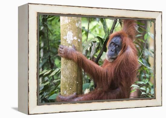 Female Orangutan (Pongo Abelii) in the Jungle Near Bukit Lawang, Gunung Leuser National Park-Matthew Williams-Ellis-Framed Premier Image Canvas