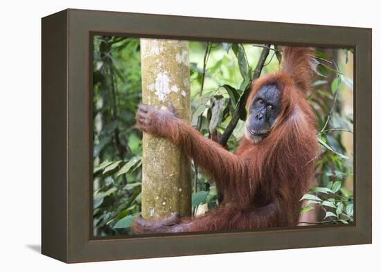 Female Orangutan (Pongo Abelii) in the Jungle Near Bukit Lawang, Gunung Leuser National Park-Matthew Williams-Ellis-Framed Premier Image Canvas