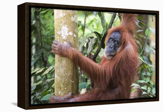 Female Orangutan (Pongo Abelii) in the Jungle Near Bukit Lawang, Gunung Leuser National Park-Matthew Williams-Ellis-Framed Premier Image Canvas