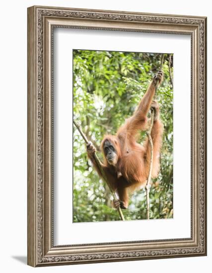 Female Orangutan (Pongo Abelii) in the Rainforest Near Bukit Lawang, Gunung Leuser National Park-Matthew Williams-Ellis-Framed Photographic Print