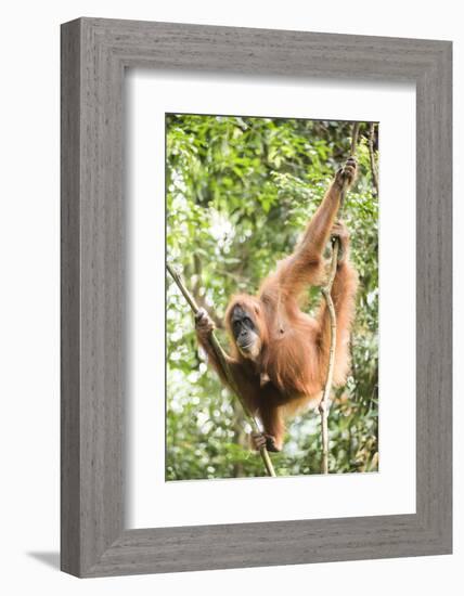 Female Orangutan (Pongo Abelii) in the Rainforest Near Bukit Lawang, Gunung Leuser National Park-Matthew Williams-Ellis-Framed Photographic Print