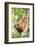 Female Orangutan (Pongo Abelii) in the Rainforest Near Bukit Lawang, Gunung Leuser National Park-Matthew Williams-Ellis-Framed Photographic Print